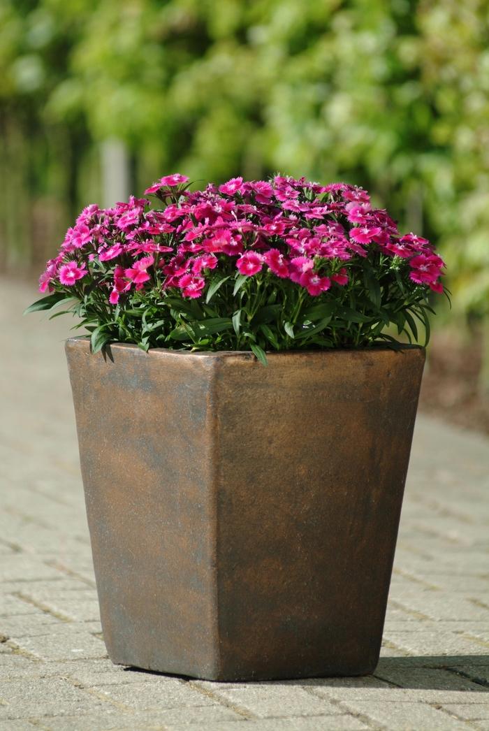 Dianthus Ideal Select Violet - View 9 from www redcrocus com