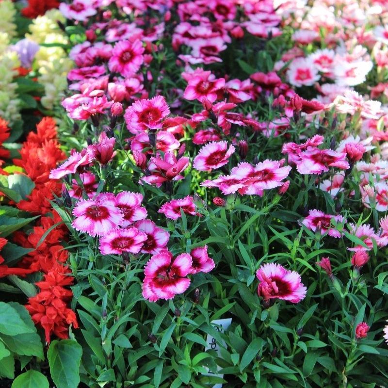 Dianthus Super Parfait Raspberry - View 10 from www redcrocus com