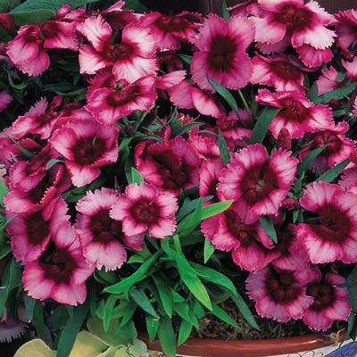 Dianthus Super Parfait Raspberry - View 12 from www redcrocus com