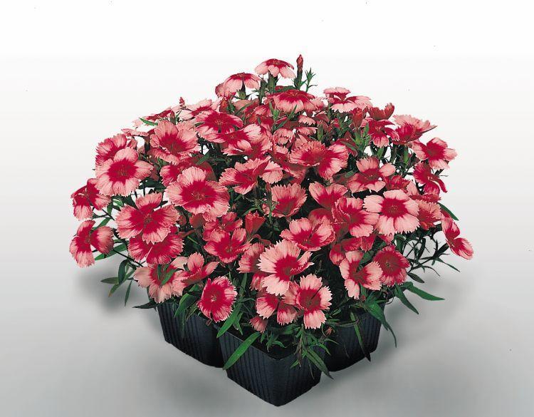 Dianthus Super Parfait Raspberry - View 13 from www redcrocus com