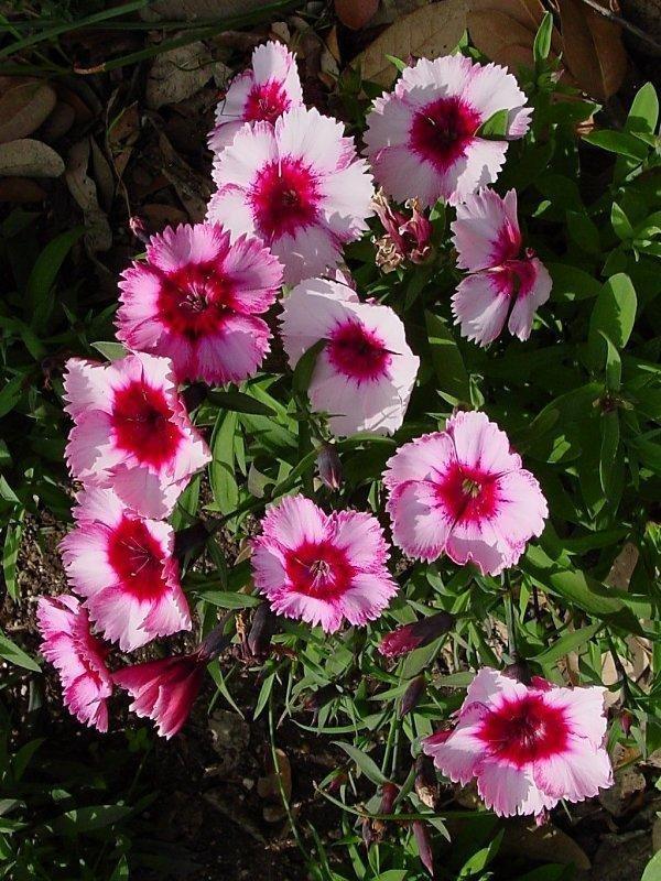 Dianthus Super Parfait Raspberry - View 14 from www redcrocus com
