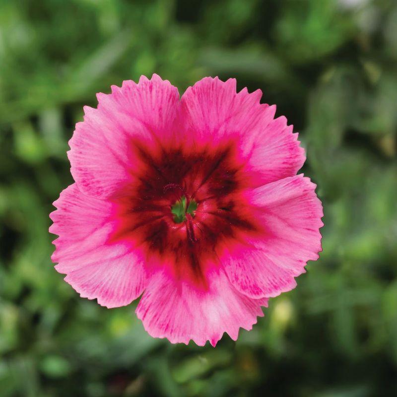 Dianthus Super Parfait Raspberry - View 16 from www redcrocus com
