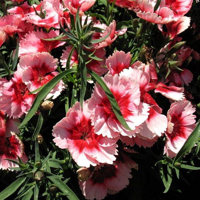 Dianthus Super Parfait Raspberry - View 17 from www redcrocus com