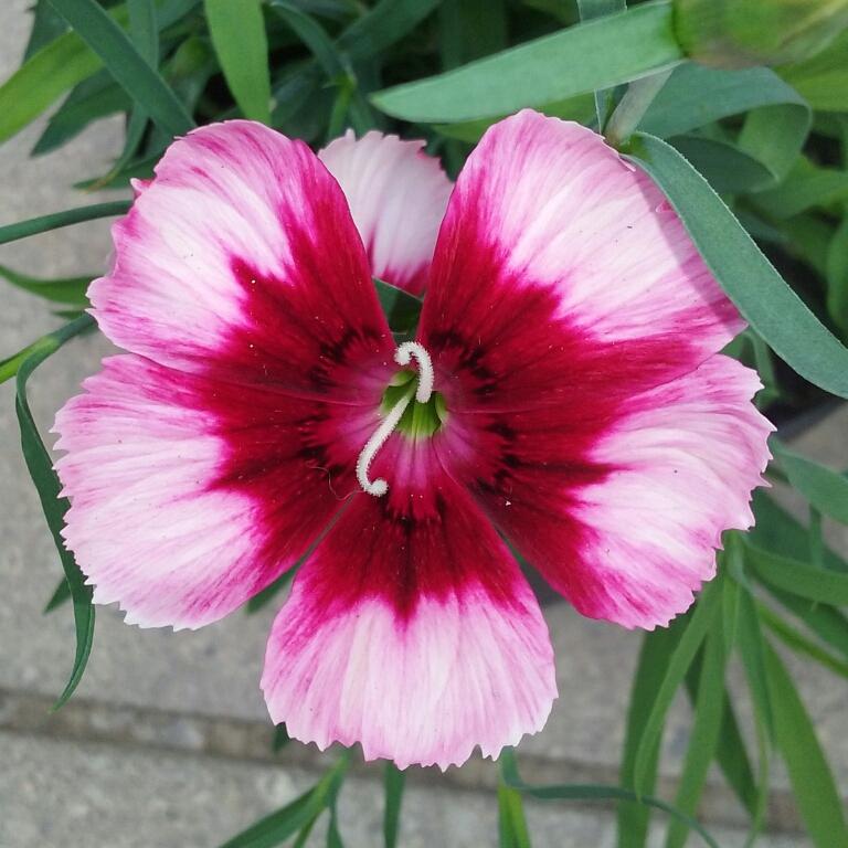 Dianthus Super Parfait Raspberry - View 18 from www redcrocus com