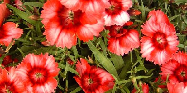 Dianthus Super Parfait Raspberry - View 19 from www redcrocus com