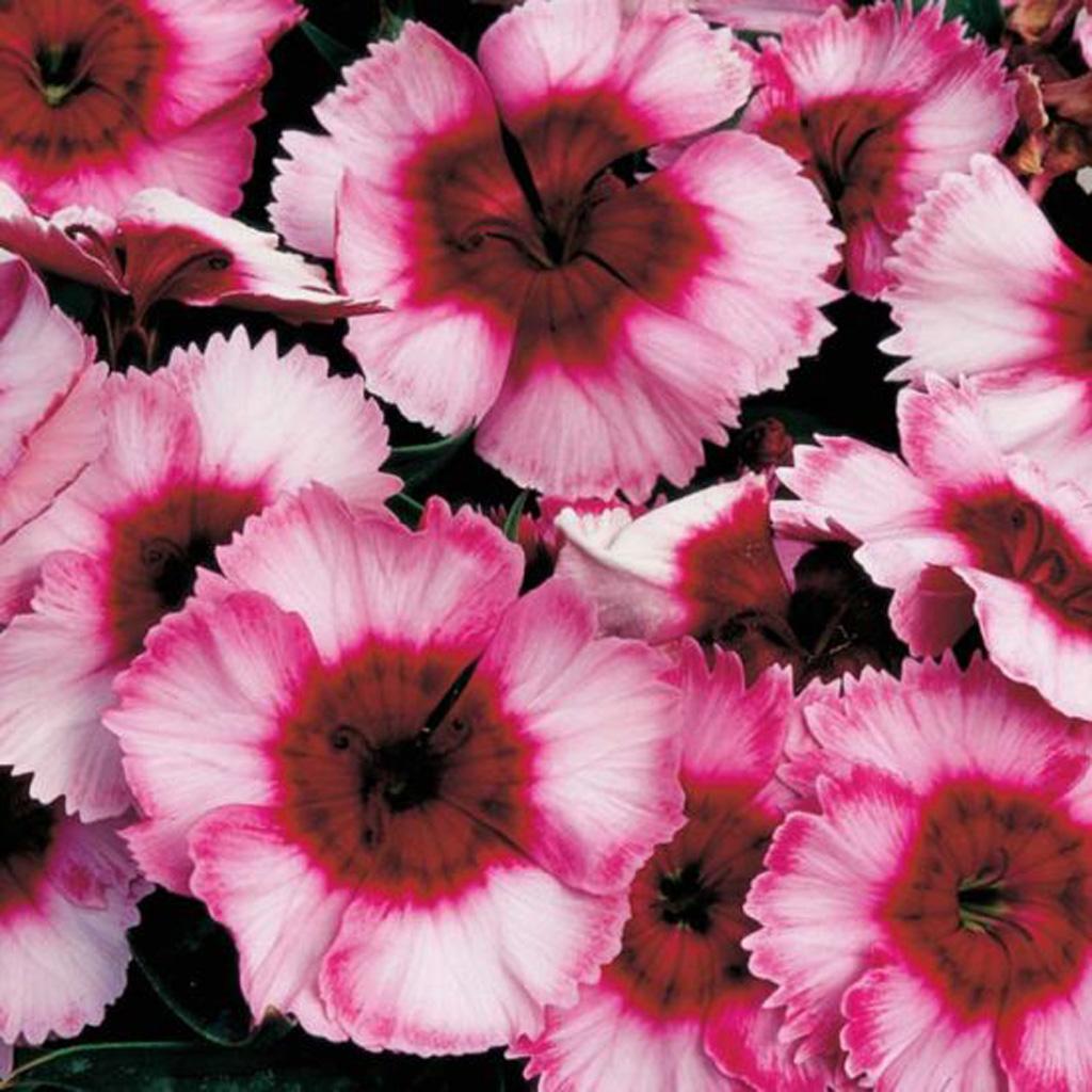 Dianthus Super Parfait Raspberry - View 1 from www redcrocus com