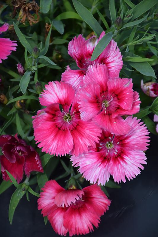 Dianthus Super Parfait Raspberry - View 2 from www redcrocus com