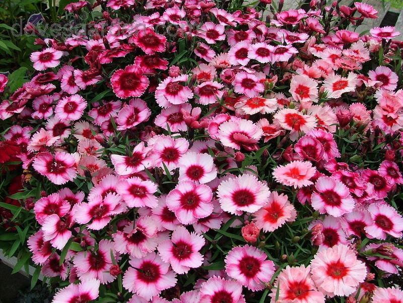 Dianthus Super Parfait Raspberry - View 4 from www redcrocus com