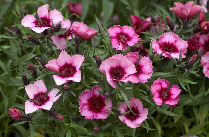 Dianthus Super Parfait Raspberry - View 5 from www redcrocus com