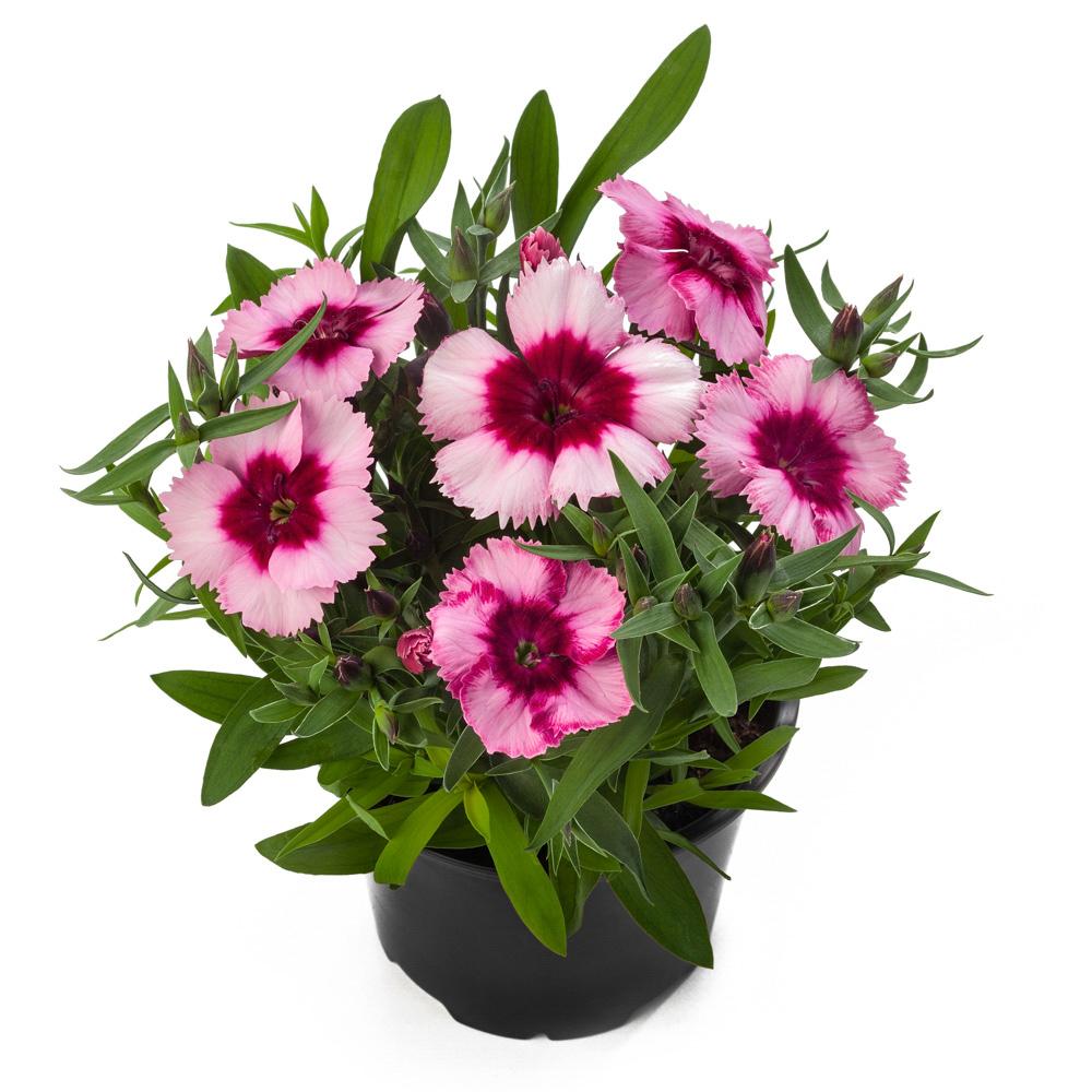 Dianthus Super Parfait Raspberry - View 6 from www redcrocus com