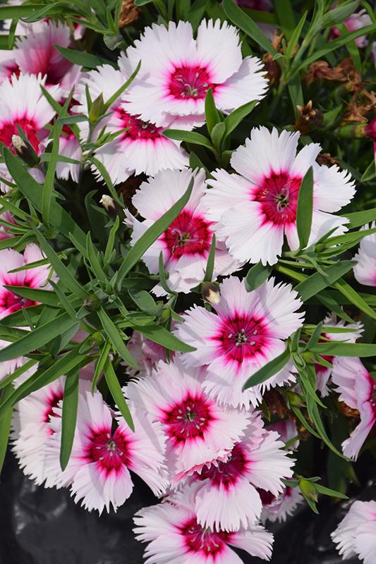 Dianthus Super Parfait Raspberry - View 7 from www redcrocus com