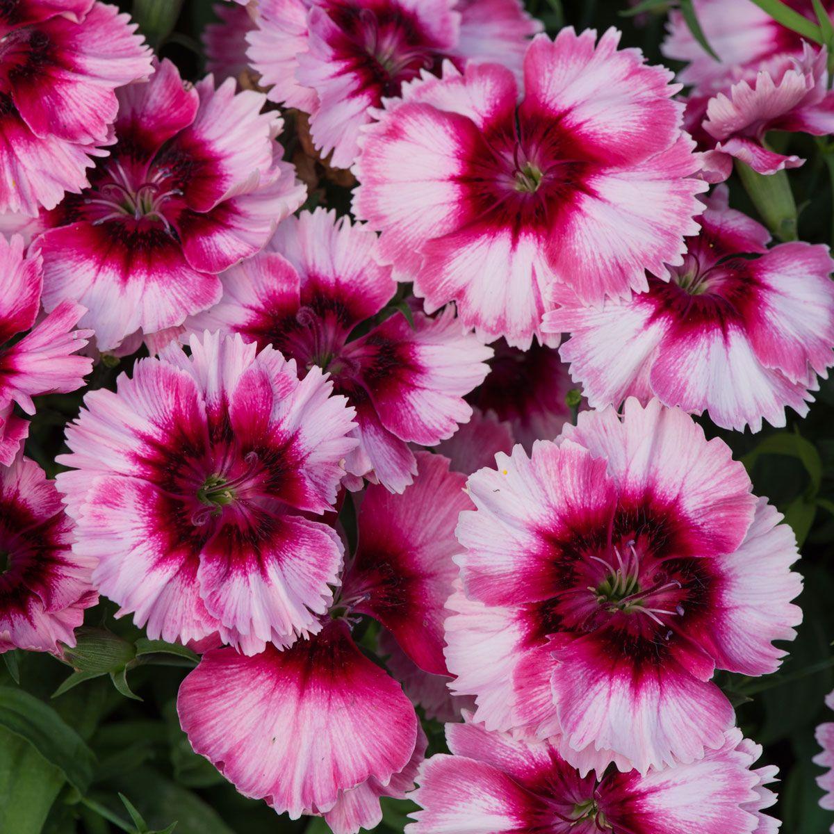 Dianthus Super Parfait Raspberry - View 8 from www redcrocus com
