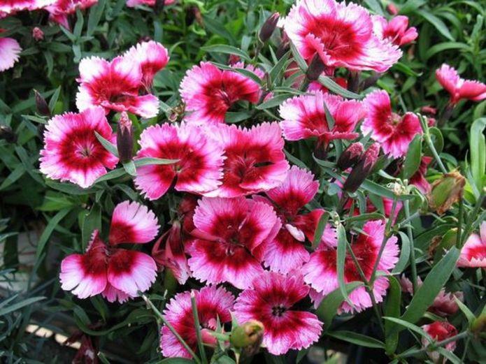 Dianthus Super Parfait Raspberry - View 9 from www redcrocus com