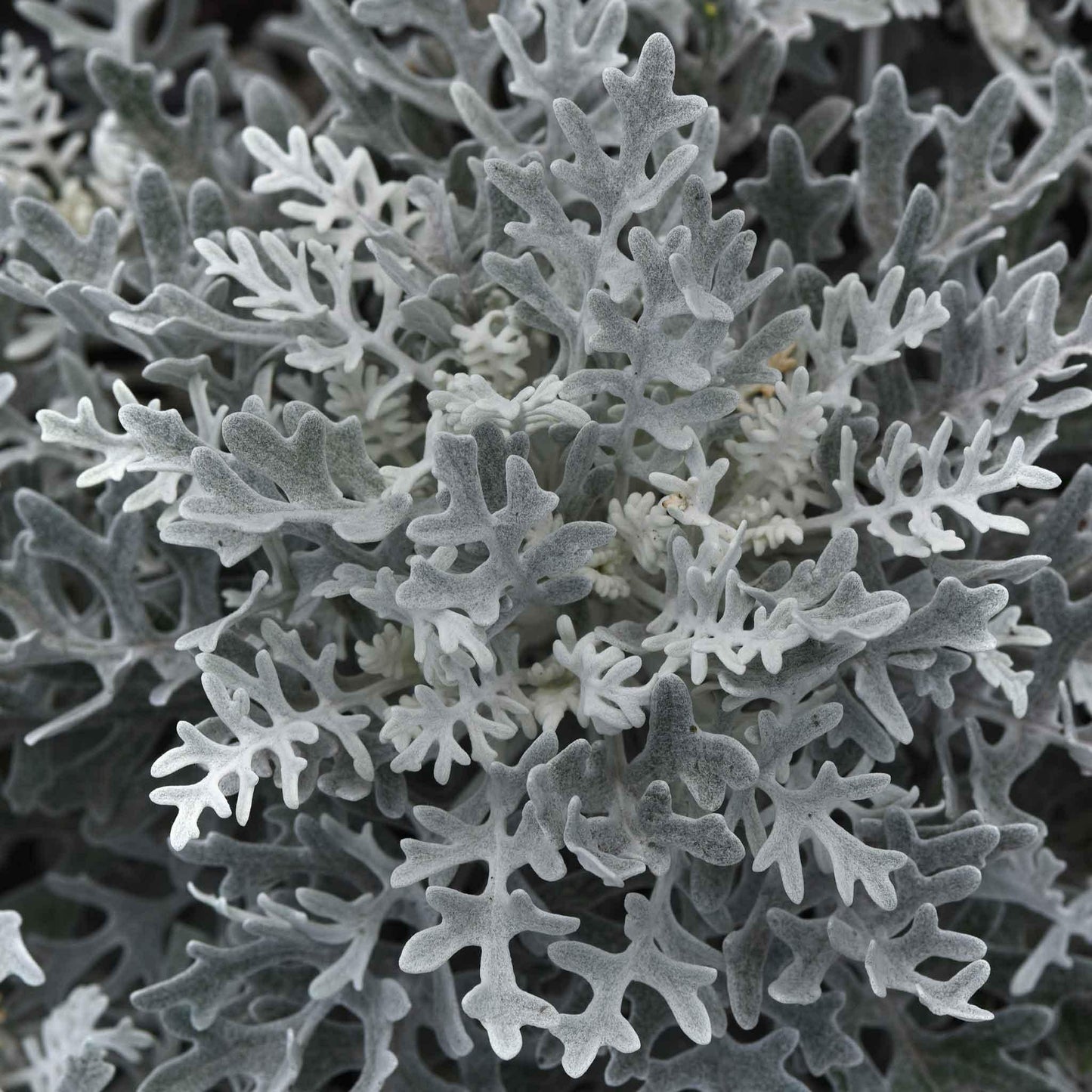 Dusty Miller Silver Dust - View 10 from www redcrocus com