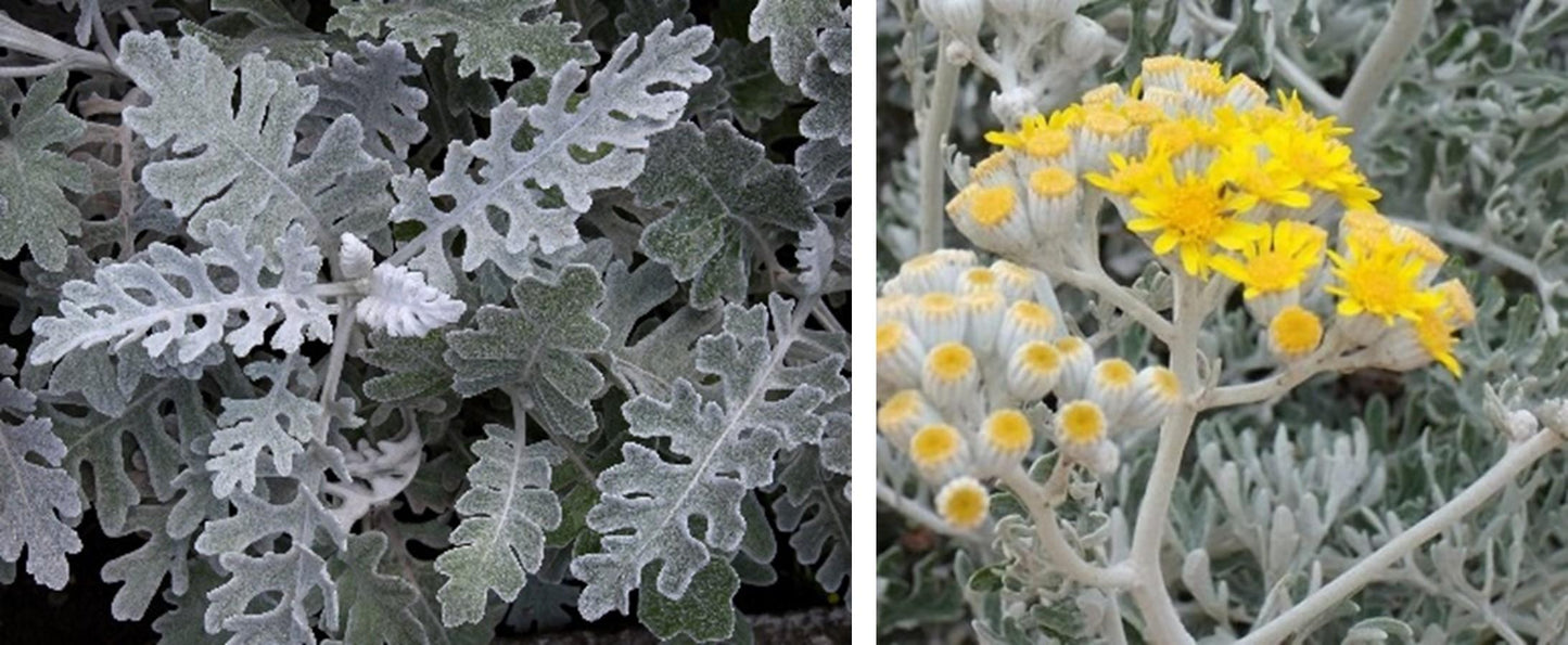 Dusty Miller Silver Dust - View 11 from www redcrocus com
