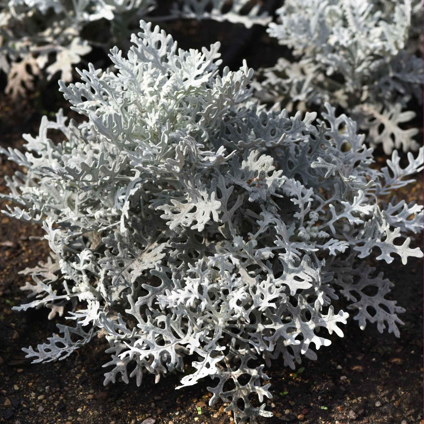 Dusty Miller Silver Dust - View 12 from www redcrocus com