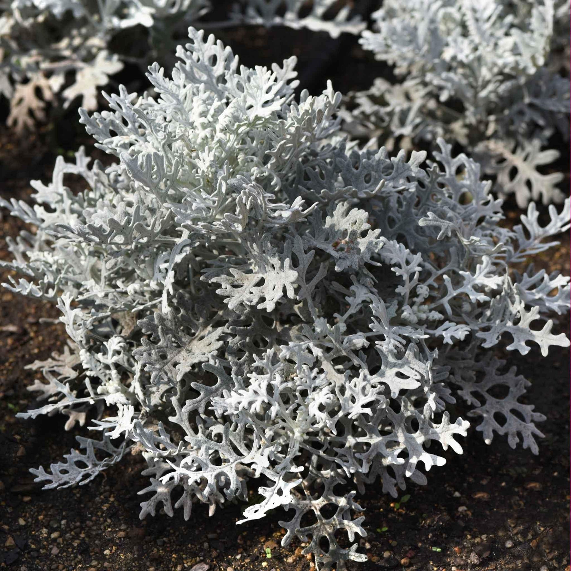 Dusty Miller Silver Dust - View 12 from www redcrocus com