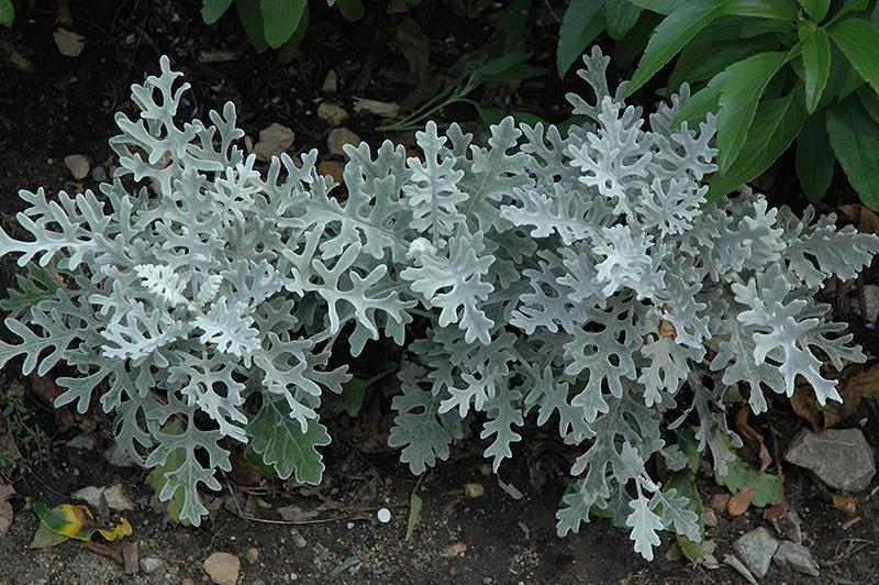 Dusty Miller Silver Dust - View 13 from www redcrocus com