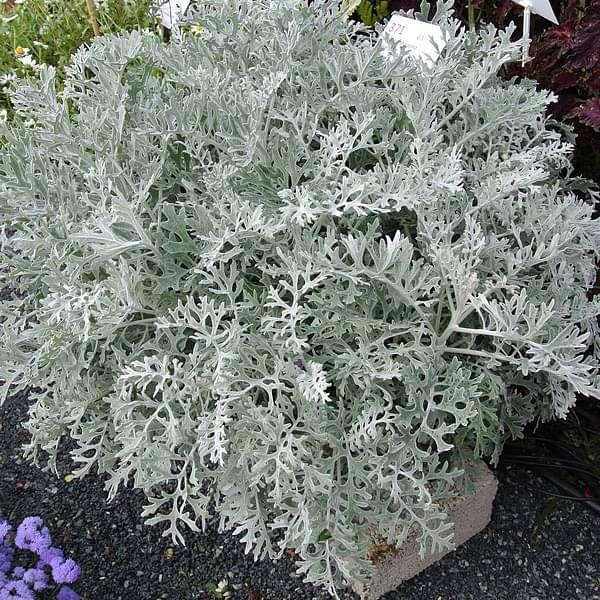 Dusty Miller Silver Dust - View 14 from www redcrocus com
