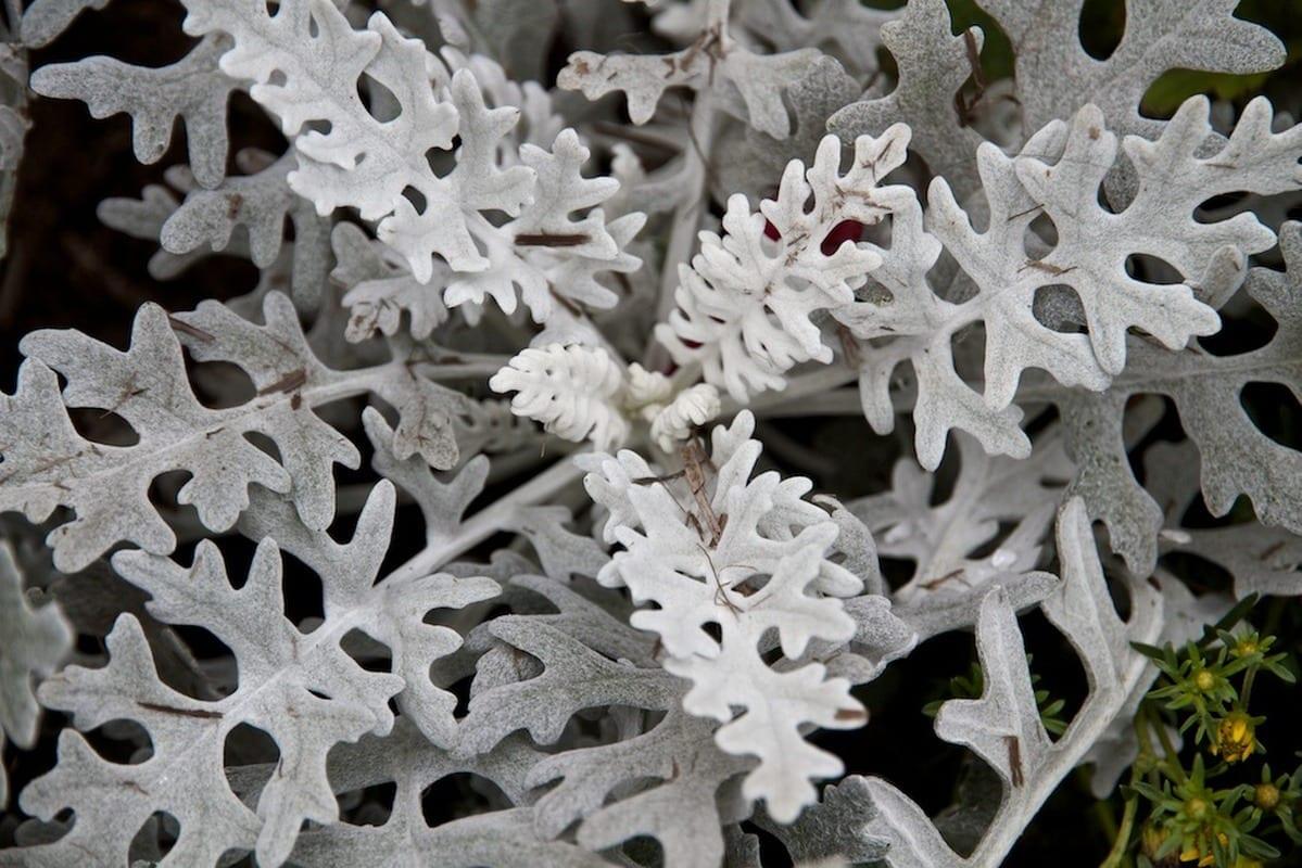 Dusty Miller Silver Dust - View 15 from www redcrocus com