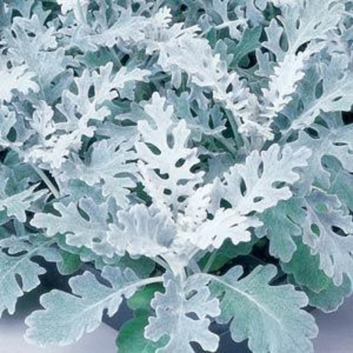 Dusty Miller Silver Dust - View 16 from www redcrocus com
