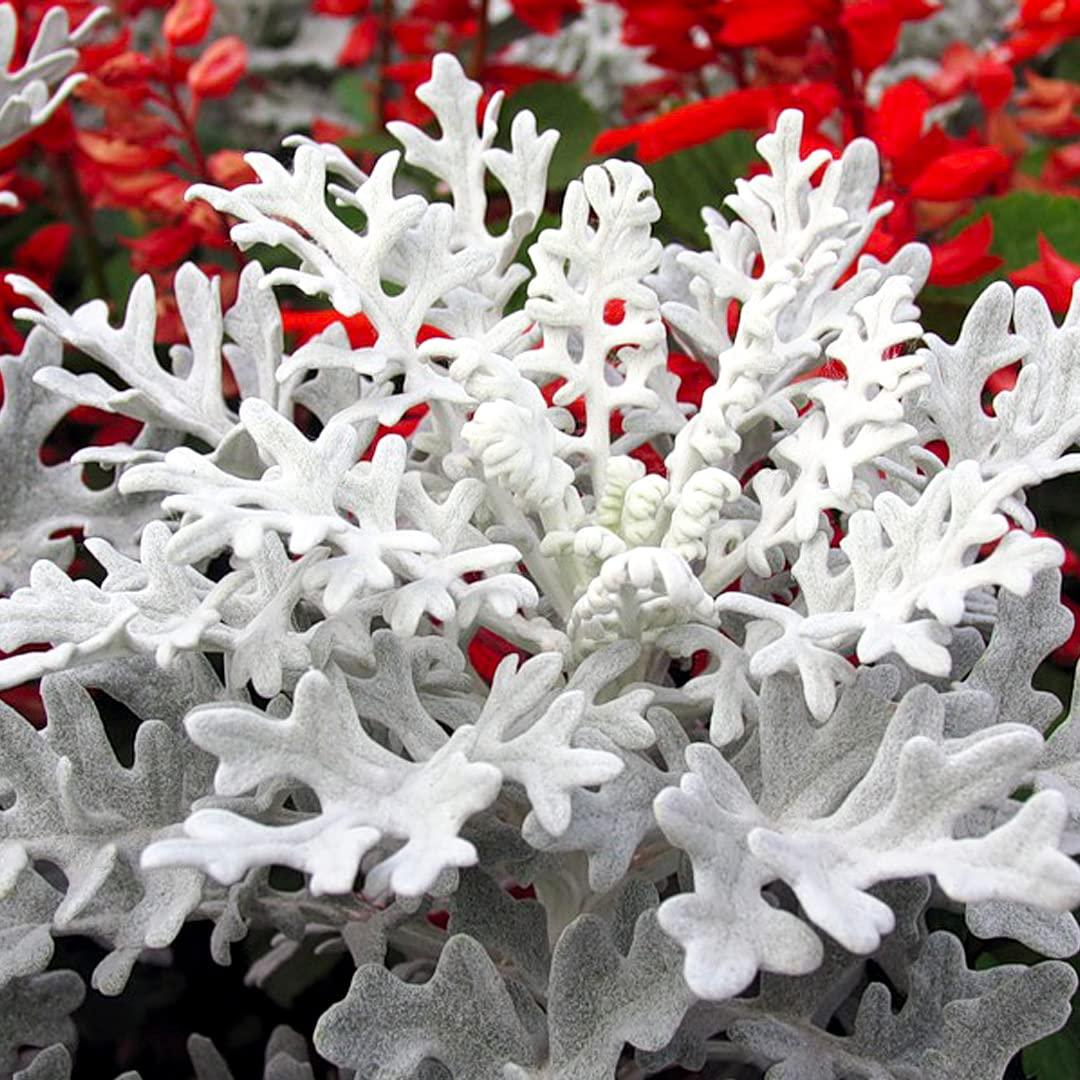 Dusty Miller Silver Dust - View 17 from www redcrocus com