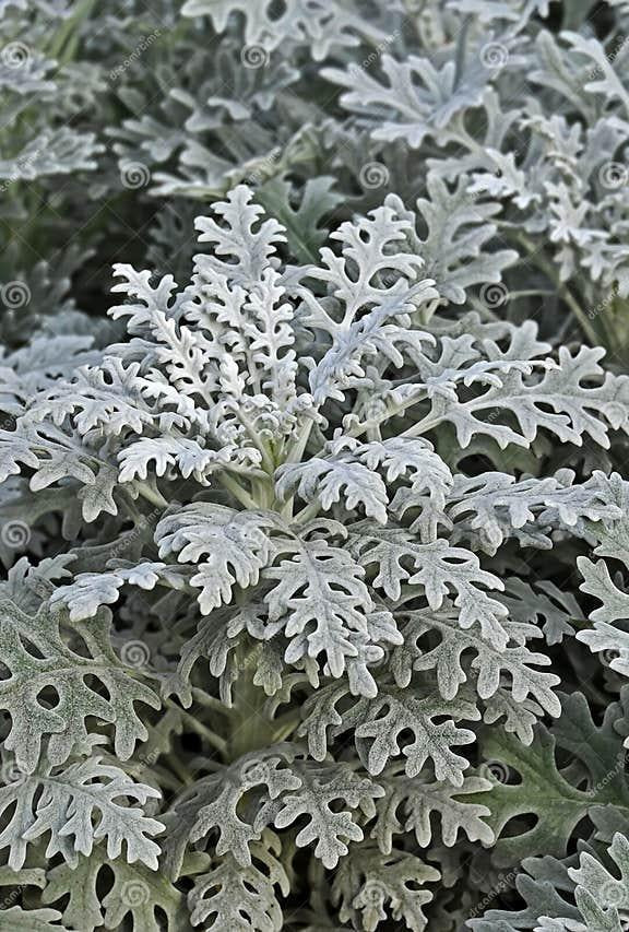 Dusty Miller Silver Dust - View 18 from www redcrocus com