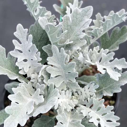 Dusty Miller Silver Dust - View 1 from www redcrocus com