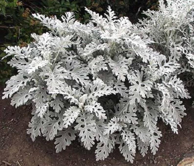 Dusty Miller Silver Dust - View 2 from www redcrocus com