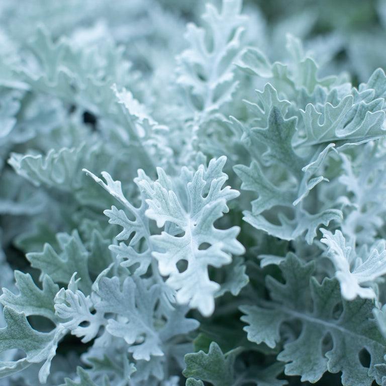 Dusty Miller Silver Dust - View 3 from www redcrocus com