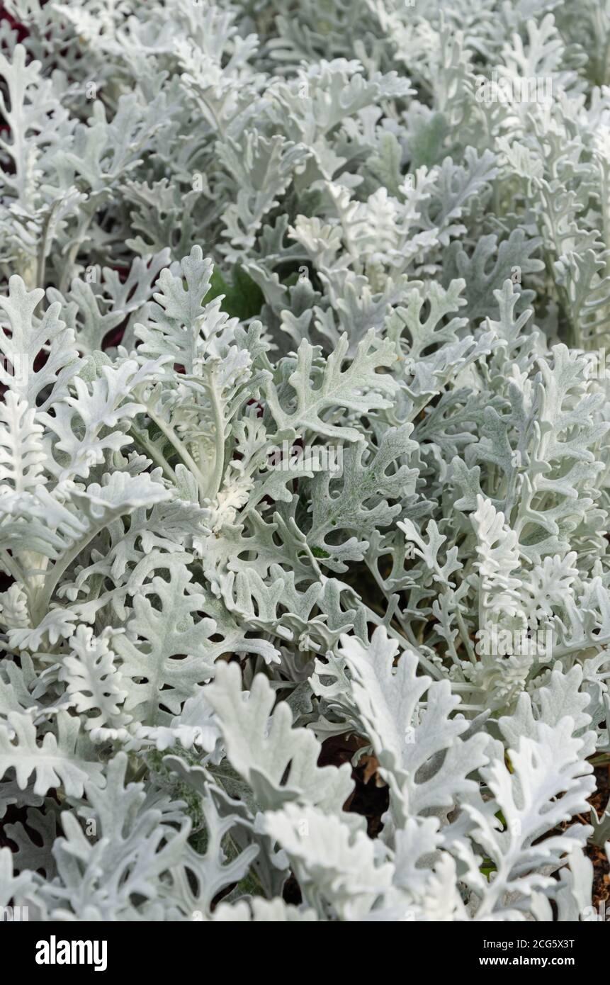 Dusty Miller Silver Dust - View 4 from www redcrocus com