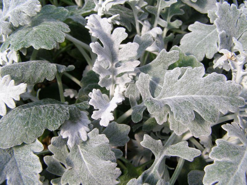 Dusty Miller Silver Dust - View 6 from www redcrocus com