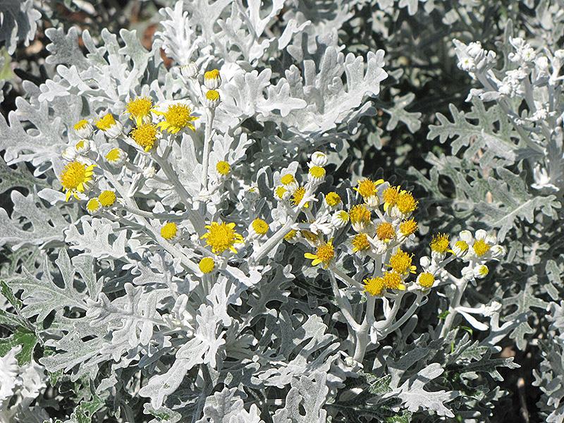 Dusty Miller Silver Dust - View 7 from www redcrocus com