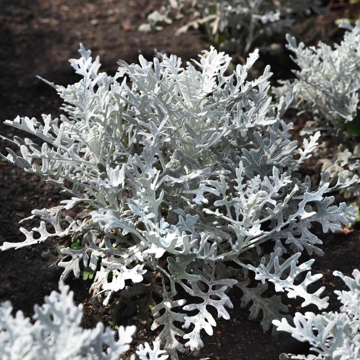 Dusty Miller Silver Dust - View 9 from www redcrocus com