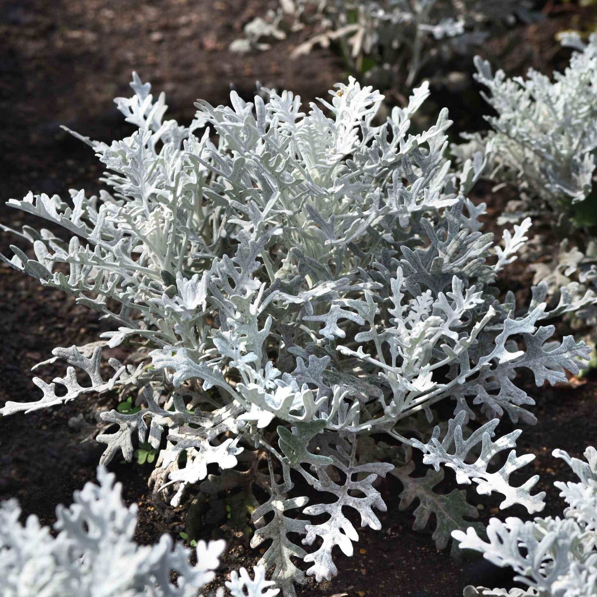 Dusty Miller Silver Dust - View 9 from www redcrocus com