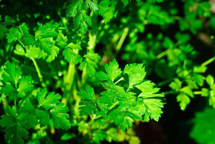 Herb Petrosilenum Crispum Var  Neapolitanum Italian Parsley - View 11 from www redcrocus com