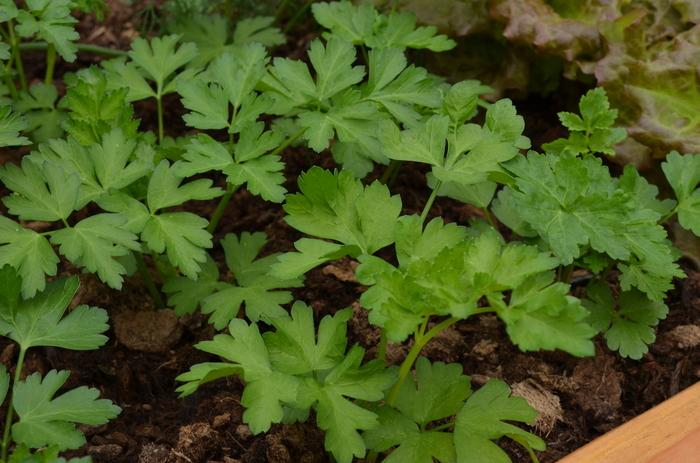 Herb Petrosilenum Crispum Var  Neapolitanum Italian Parsley - View 13 from www redcrocus com