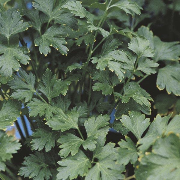 Herb Petrosilenum Crispum Var  Neapolitanum Italian Parsley - View 15 from www redcrocus com