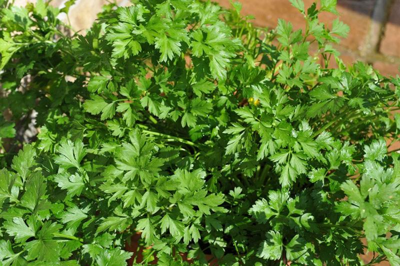 Herb Petrosilenum Crispum Var  Neapolitanum Italian Parsley - View 17 from www redcrocus com
