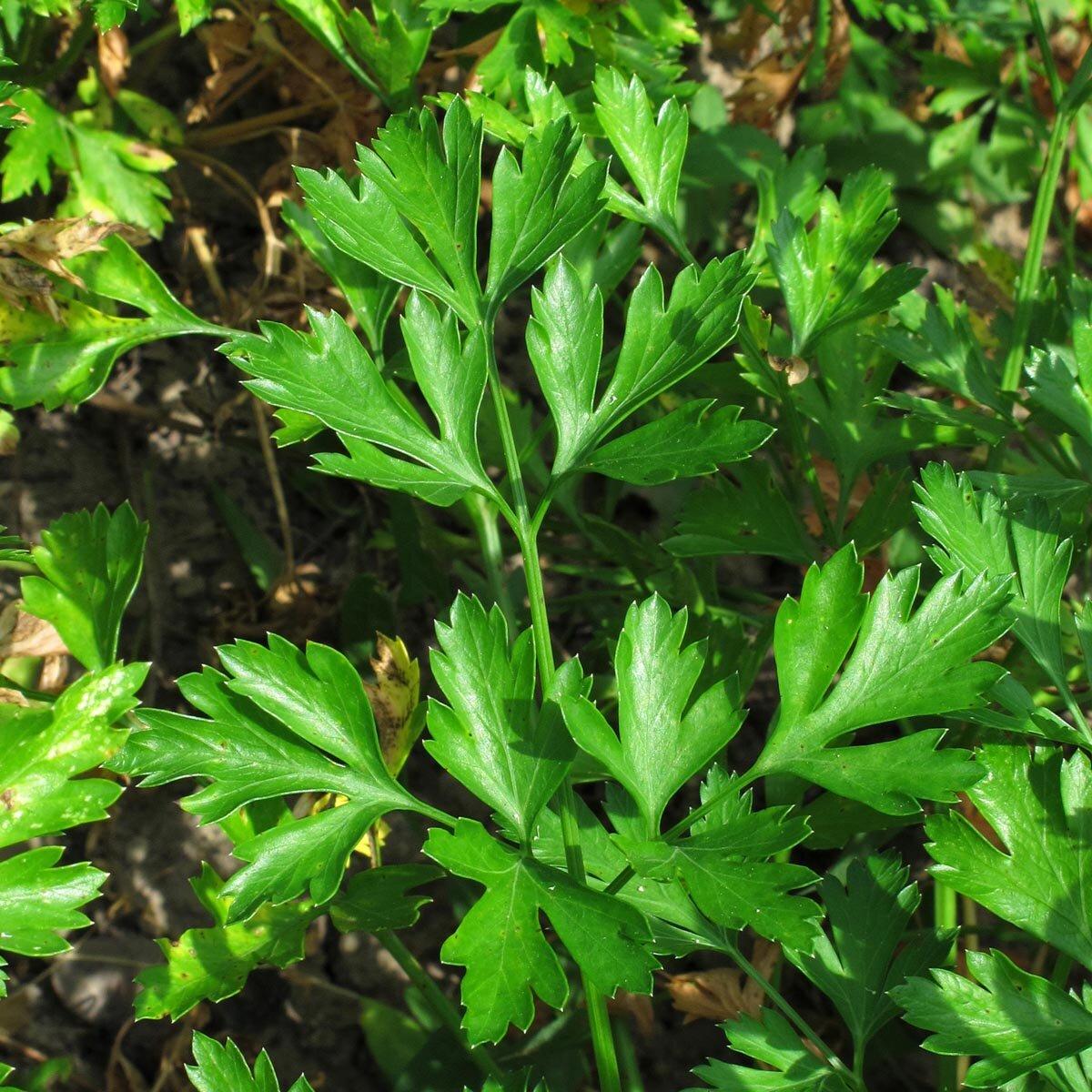 Herb Petrosilenum Crispum Var  Neapolitanum Italian Parsley - View 4 from www redcrocus com