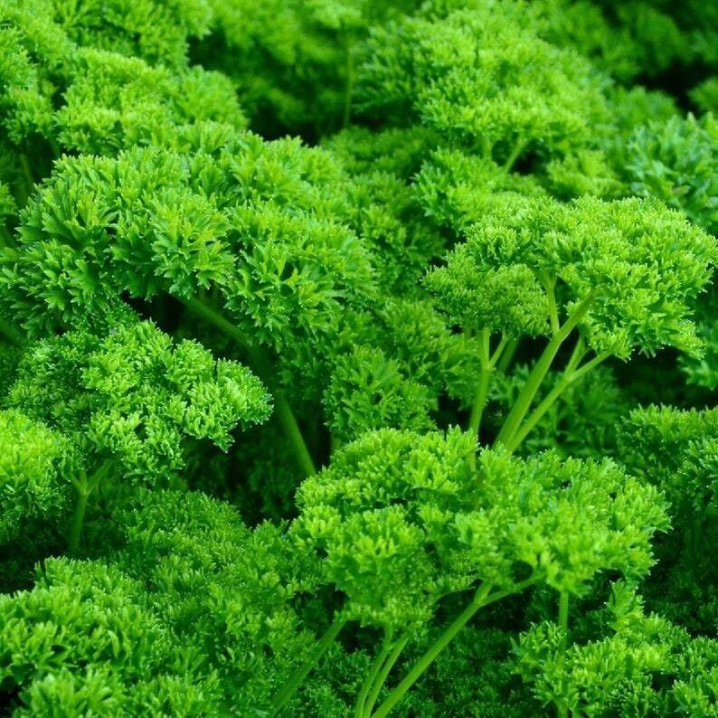 Herb Petrosilenum Crispum Var  Neapolitanum Italian Parsley - View 6 from www redcrocus com