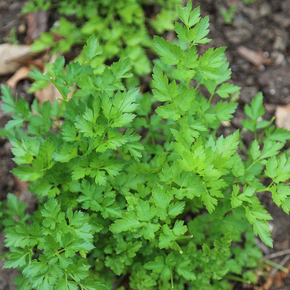 Herb Petrosilenum Crispum Var  Neapolitanum Italian Parsley - View 7 from www redcrocus com