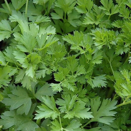 Herb Petrosilenum Crispum Var  Neapolitanum Italian Parsley - View 8 from www redcrocus com