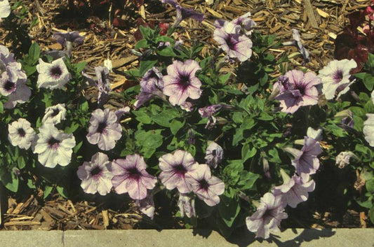 Petunia Madness Plum Crazy - View 10 from www redcrocus com