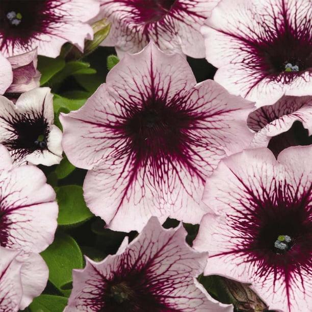 Petunia Madness Plum Crazy - View 12 from www redcrocus com