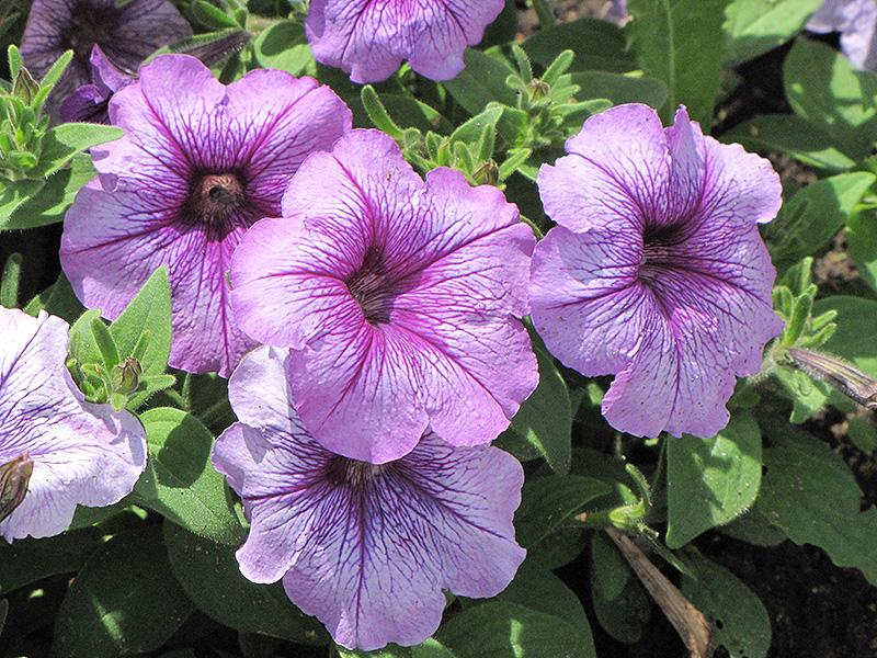 Petunia Madness Plum Crazy - View 13 from www redcrocus com