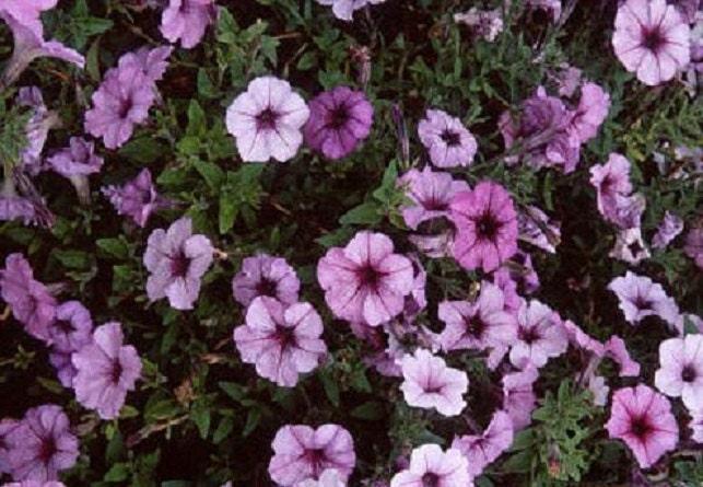 Petunia Madness Plum Crazy - View 14 from www redcrocus com