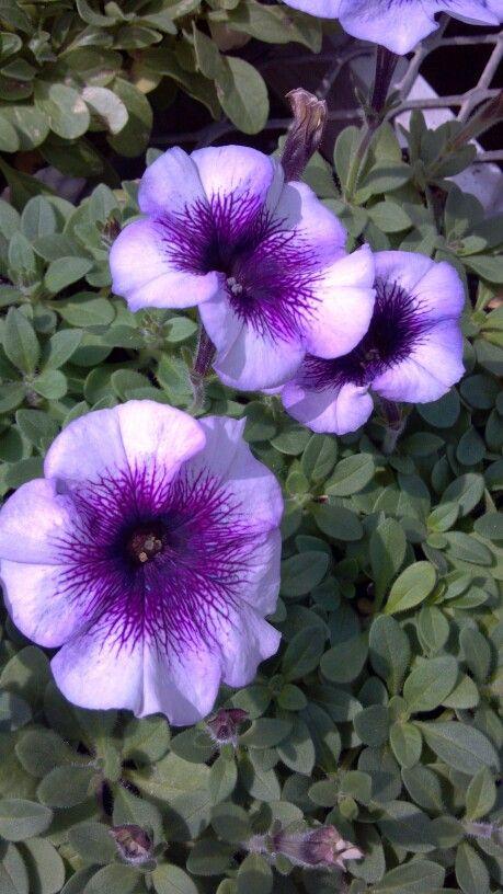 Petunia Madness Plum Crazy - View 16 from www redcrocus com
