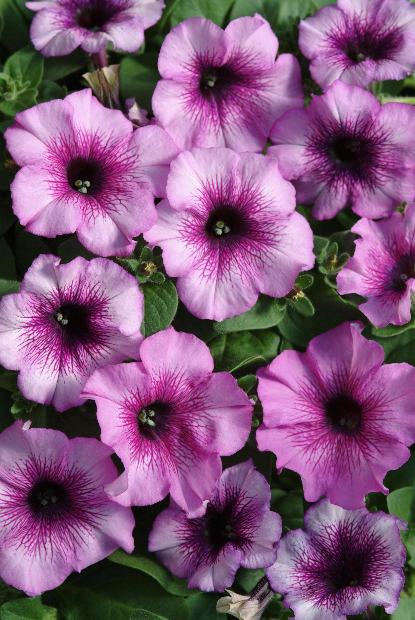 Petunia Madness Plum Crazy - View 1 from www redcrocus com