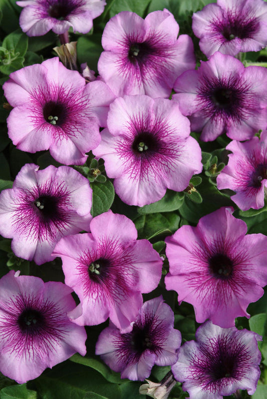Petunia Madness Plum Crazy - View 1 from www redcrocus com